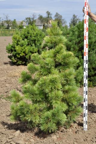 Pinus cembra